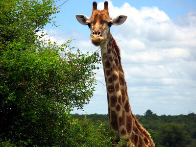Giraffe animal safari