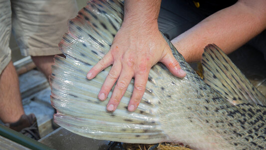 Alligator gar-3 photo