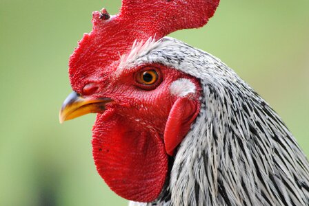 Ave feathers crest