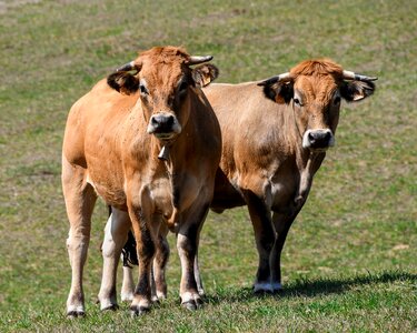Agriculture animal bovine photo