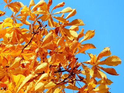 Shining yellow yellow green photo