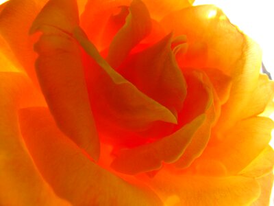 Rose yellow roses super macro