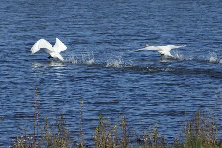 Animal animals aquatic bird photo