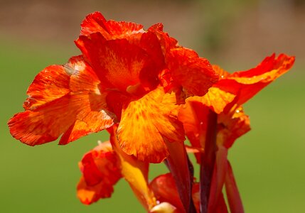 Orange garden bright photo