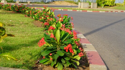 Flowers road lawn photo