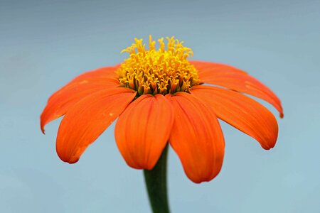 Beautiful Flowers beautiful photo blooming