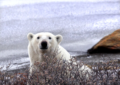 Polar bear behind the bush