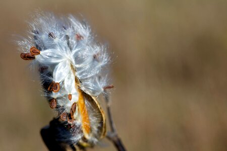 Asclepias Syriaca beautiful photo close