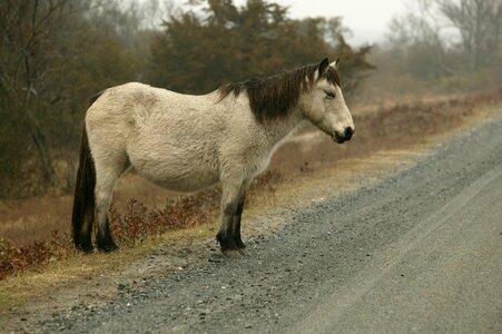 Pony chincoteague island virginia