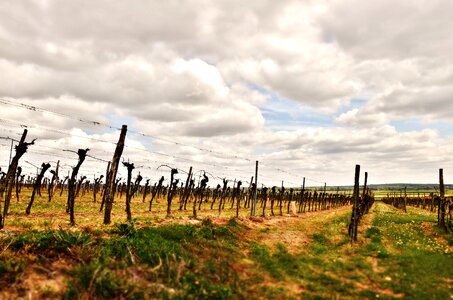 Grapes winegrowing vineyard photo