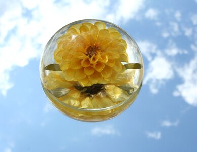 Paperweight flower glass photo