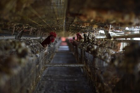 Hen rooster chicken coop photo