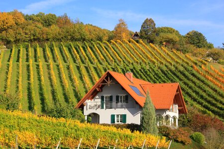 Landscape nature wine
