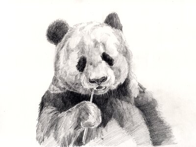 Panda drawing pencil drawing