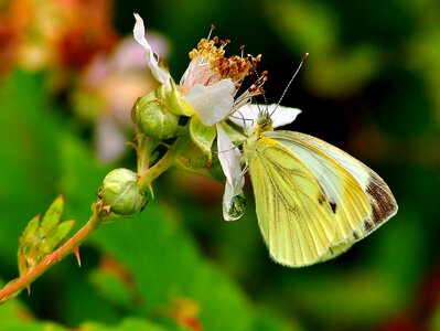 Animal arthropod beautiful flowers