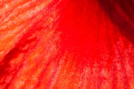 Flower plant botany