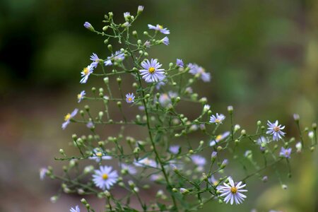 Beautiful Flowers beautiful photo bloom photo