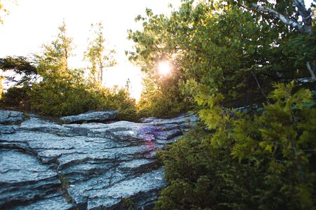Sunset Through Leaves