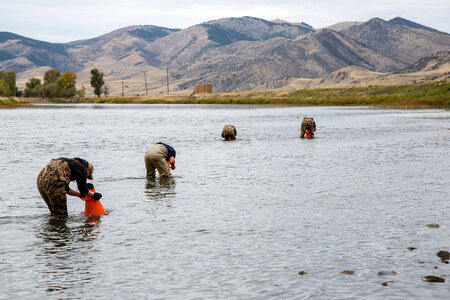 Biologists search for freshwater mussels in the Jefferson River-1 photo