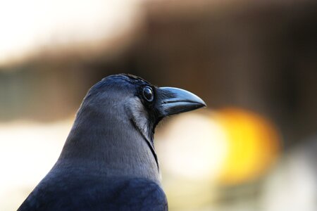 Corvus splendens bird fauna photo