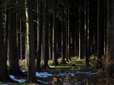 Trees tree trunks coniferous forest photo