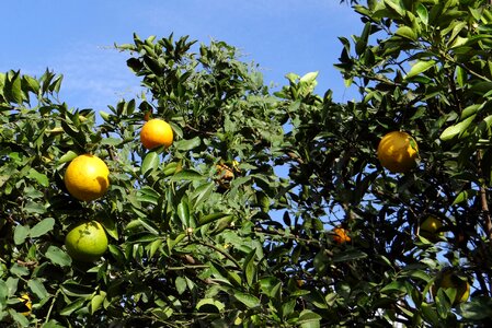 Citrus tree juicy