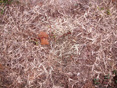 Brown dead grass plants photo