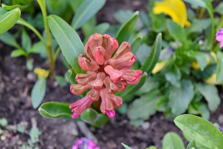 Pinkish blossom plant