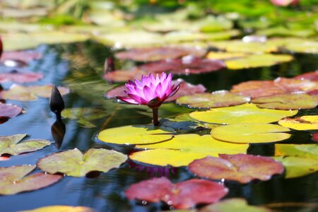 Purple nymphaeaceae aquatic