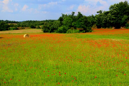 Countryside spring tuscany