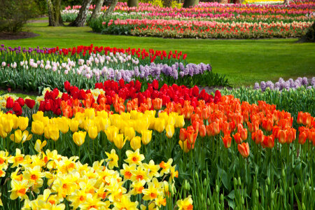 Colorful Flower Beds photo