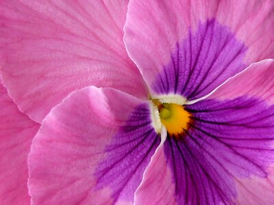 Floral bloom violet photo