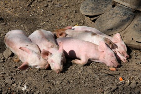 Wildlife animals resting