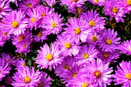 Pattern flowers asters photo