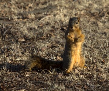 Wild cute rodent photo