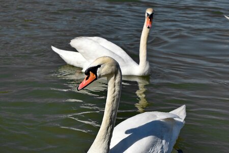 Beak bird swan