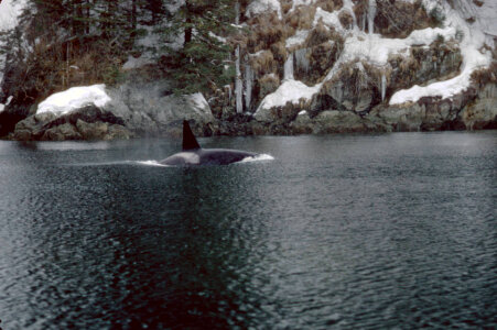 Orca in Prince William Sound photo