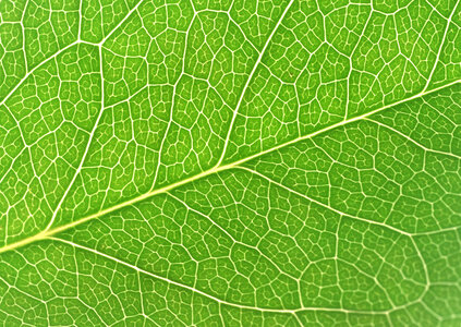 Green leaf close up photo