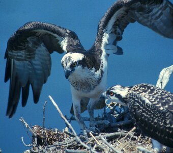 Bird nest osprey photo