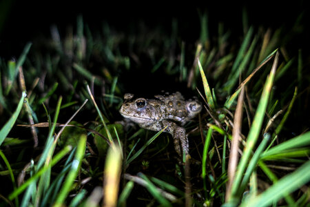 Boreal Toad hiding at night photo