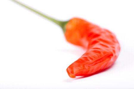 Red chilli pepper photo