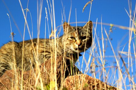 Hunter grass tabby