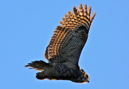 Great Horned Owl in flight photo