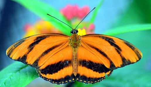 Animal arthropod beautiful image