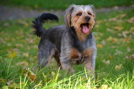 Wiener yorkshire animal pet photo