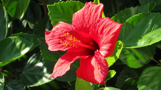 Natural blossom bloom photo