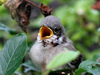 Chick animal branches photo