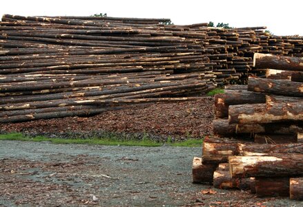 Timber log forestry