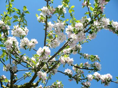 Fruit tree spring photo