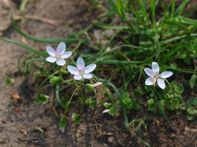Spring beauty